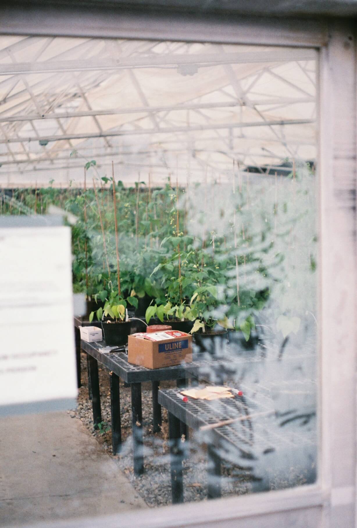 greenhouse_photo1